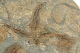 Ordovician Fossil Starfish - Morocco #233029-2